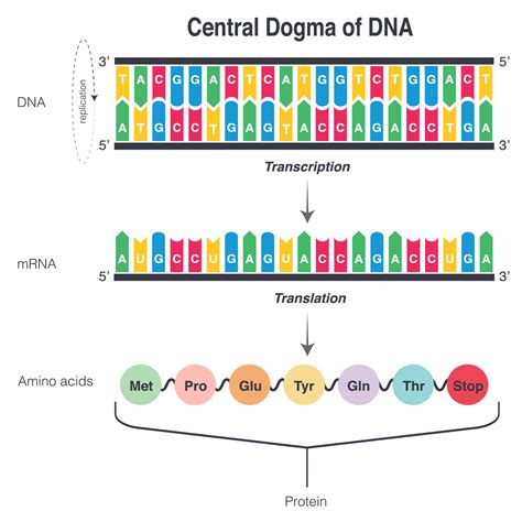 Central Dogma of DNA 7508603 Vector Art at Vecteezy