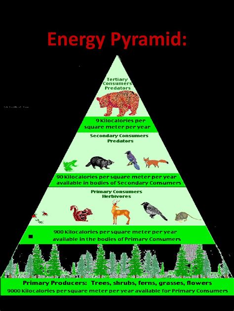 Temperate Deciduous Forest Energy Pyramid