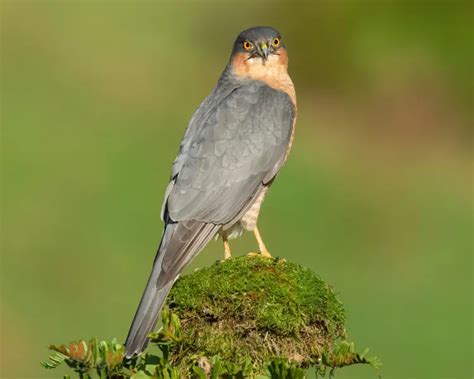 Eurasian Sparrowhawk - Facts, Diet, Habitat & Pictures on Animalia.bio