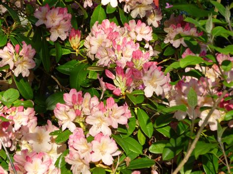 Beautiful rhododendron - deep peachy pink in bud, gradually lightening as it opens Rhododendron ...