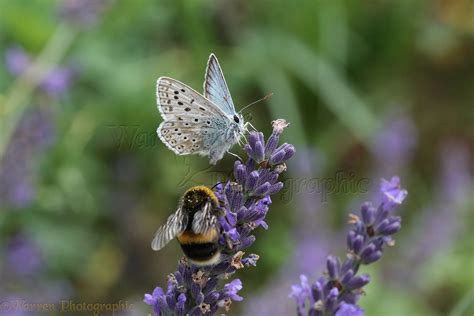 Chalkhill Blue Butterfly sharing lavender flowers with a bumblebee ...