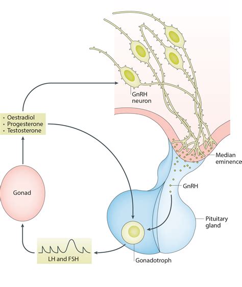 theneuroscienceside | Gonadotropin releasing hormone, Neurons, Puberty