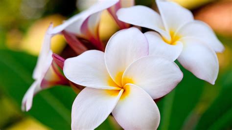 Tropical Flowers Wallpaper - WallpaperSafari