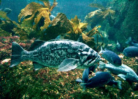File:Rockfish Monterey Bay Aquarium.jpg - Wikipedia