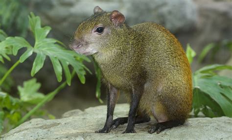 Are Agouti dangerous? Where can you find agouti rodents? - Funny Animals