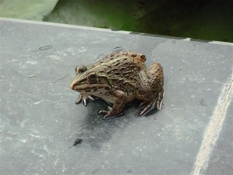 Indian bullfrog – Catholic Concern for Animals