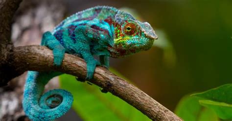 Scientists Rediscover Madagascar Chameleon Last Seen 100 Years Ago