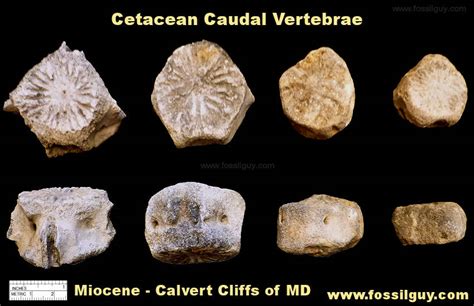 Fossil Vertebrate Identification for Calvert Cliffs of Maryland: Fossilguy.com