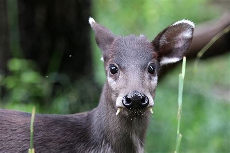 Michie’s Tufted Deers: Meet them at Zoo Leipzig!