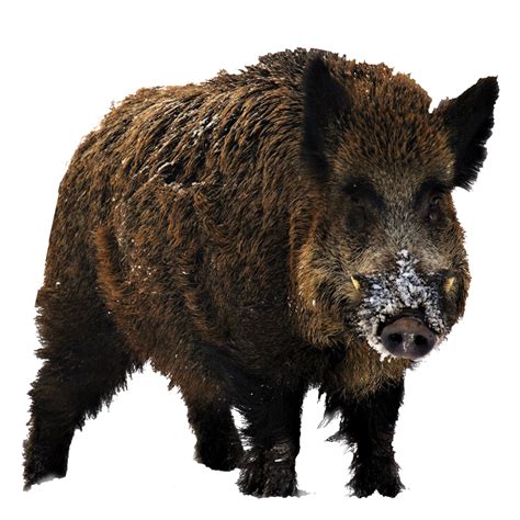 Boar PNG Transparent Images, Pictures, Photos