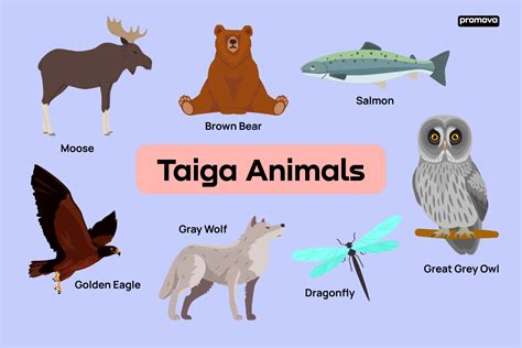 English Vocabulary For Taiga Animals