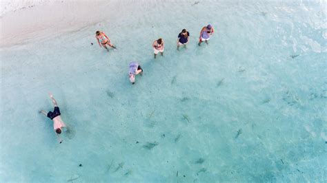 Snorkeling with Sharks - Snorkel Venture