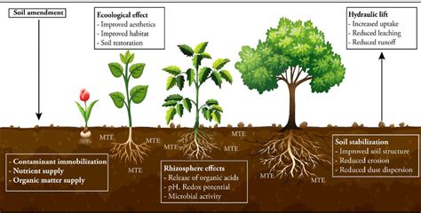 Illustration of the phytostabilization effects on contaminant soil (... | Download Scientific ...