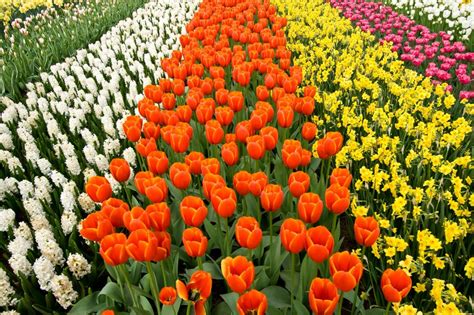 A Rainbow of Flowers - The Most Popular Flowers by Color - Flower ...