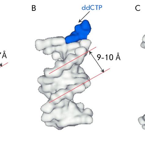 Structure of a DNA-duplex in B-form (PDB 1BNA 12 bp) [53] (А), a hybrid... | Download Scientific ...