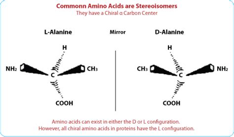 D Vs L Amino Acids - cloudshareinfo