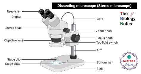 regardless of rupture digestion light microscope labeled diagram capacity Messenger park