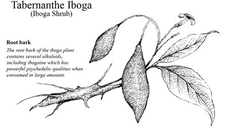 Ibogaine: Origins, Effects, and Opioid Addiction Treatment