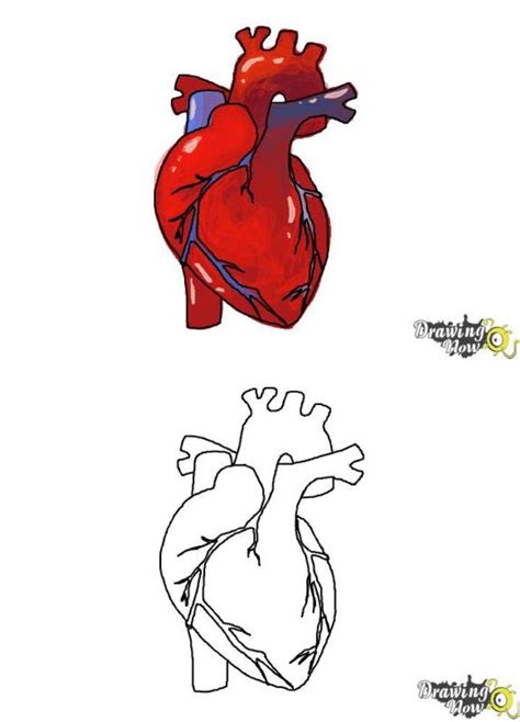 15 Easy Human Heart Drawing Ideas - Draw A Human Heart