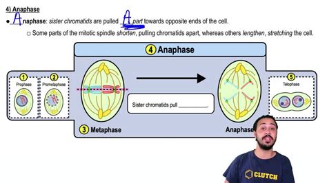 Animation: Mitosis | Pearson+ Channels