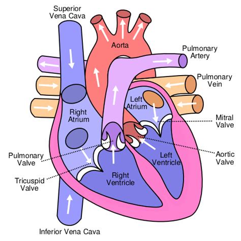 Modeling Fluid-Structure Interaction in a Heart Valve | COMSOL Blog