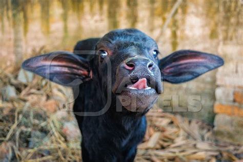 Small very cute baby buffalo calf with tongue out in a barn at Sonepur cattle fair : Anipixels