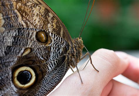 Butterfly Rainforest Moment, Owl butterfly – Exhibits