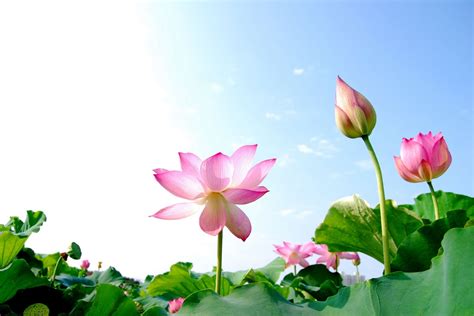 Lotus - National flower of Vietnam ~ The Vietnam Tourism