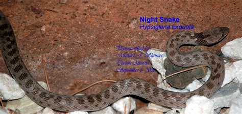 Night Snake | I photographed this Night Snake (Hypsiglena to… | Flickr