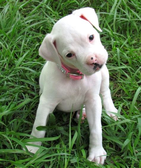 Maggie Mae - Petflow Cuties | Boxer dog puppy, White boxer dogs, Boxer dogs