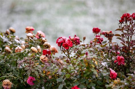 How to Prepare and Prune Roses for Winter - Birds and Blooms