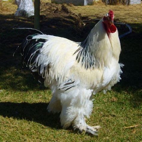 This video of a giant chicken will scare the living daylights out of ...