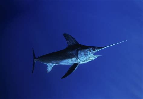 Swordfish: Habitat, Behavior, and Diet