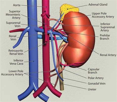 Visualización de arterias y venas renales - SONOSIF - por SIFSOF ...