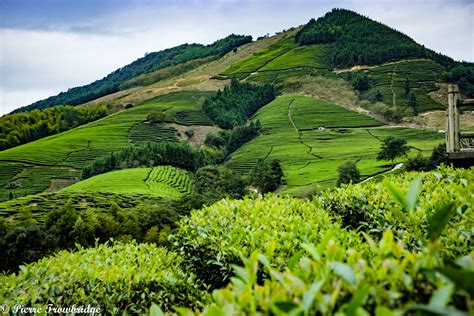 All the Tea in China: A Ride to the Tea Plantations of Jianou - VeloTramp