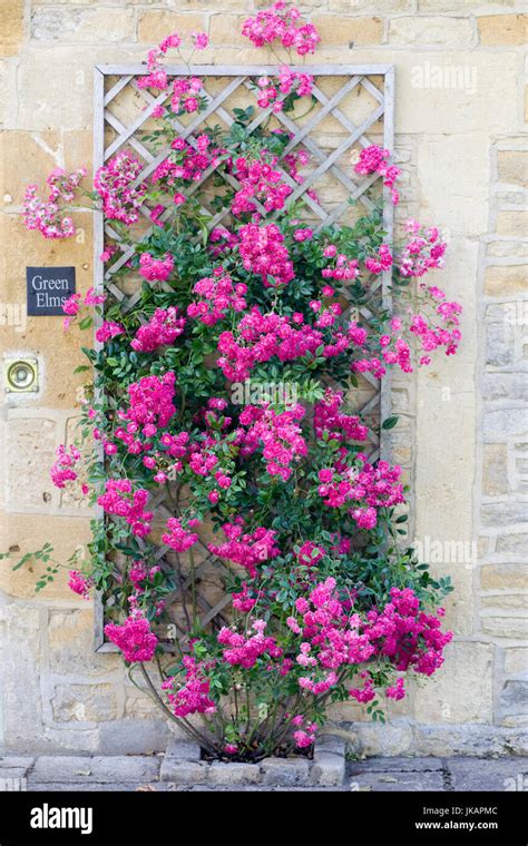 pink climbing roses on a trellis Stock Photo - Alamy