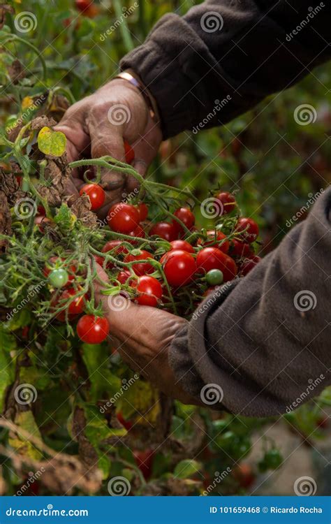 Agriculture tomato harvest stock photo. Image of plant - 101659468