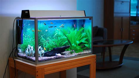 20+ Aquariums For The Home – DECOOMO