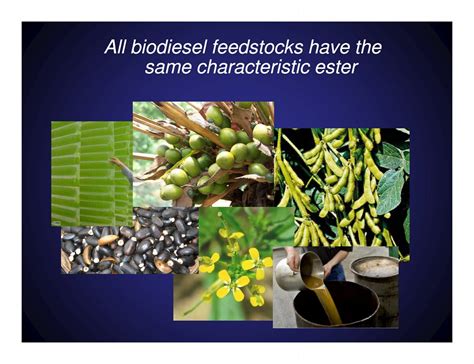 All biodiesel feedstocks