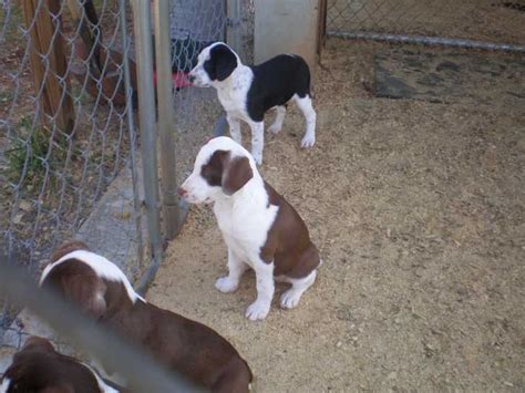 Stephens’ Cur (Stephens’ Stock Mountain Cur) Info, Puppies, Pictures