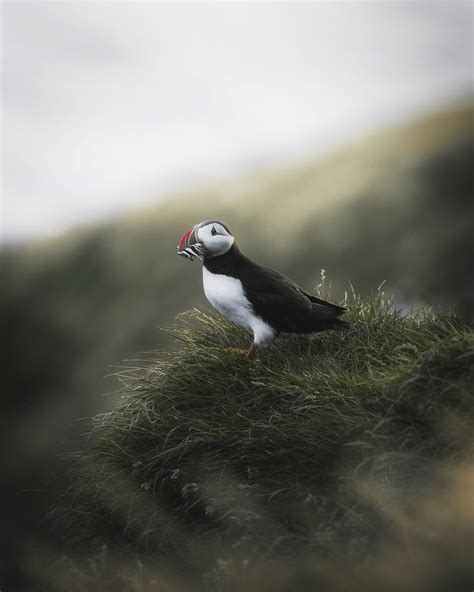 Closeup puffin fish its beak | Premium Photo - rawpixel