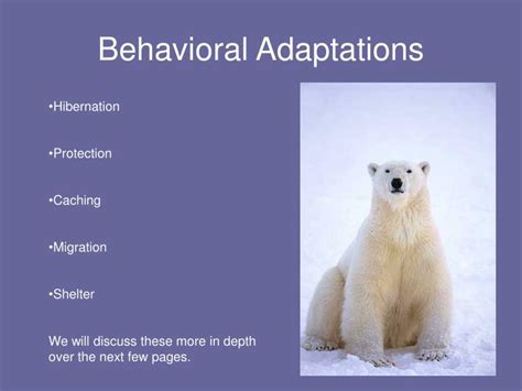 PPT - Polar Bear Adaptations PowerPoint Presentation - ID:144962