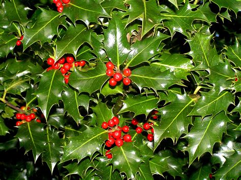 Free Holly 1 Stock Photo - FreeImages.com