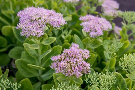 How to Grow and Care for Sedum (Stonecrop)