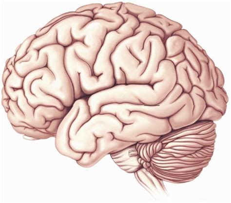 Functional cortical areas Diagram | Quizlet