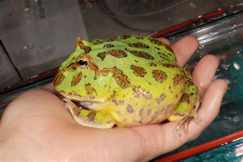 How Fast Do Pacman Frogs Grow - AMPHIPEDIA