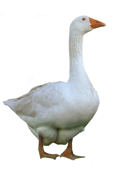 The meaning and symbolism of the word - «Goose»