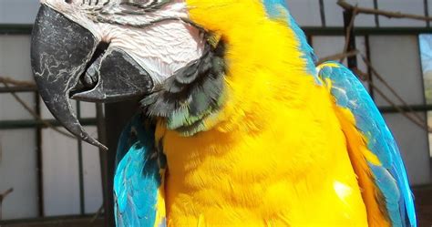 Macaw Manor: Basic Macaw Behavior