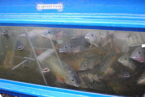 7 Steps to Tilapia Farming – Step 6: Raise Your Tilapia Fish for ...