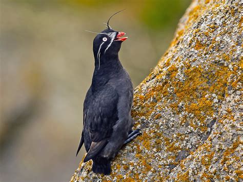 Whiskered Auklet - eBird